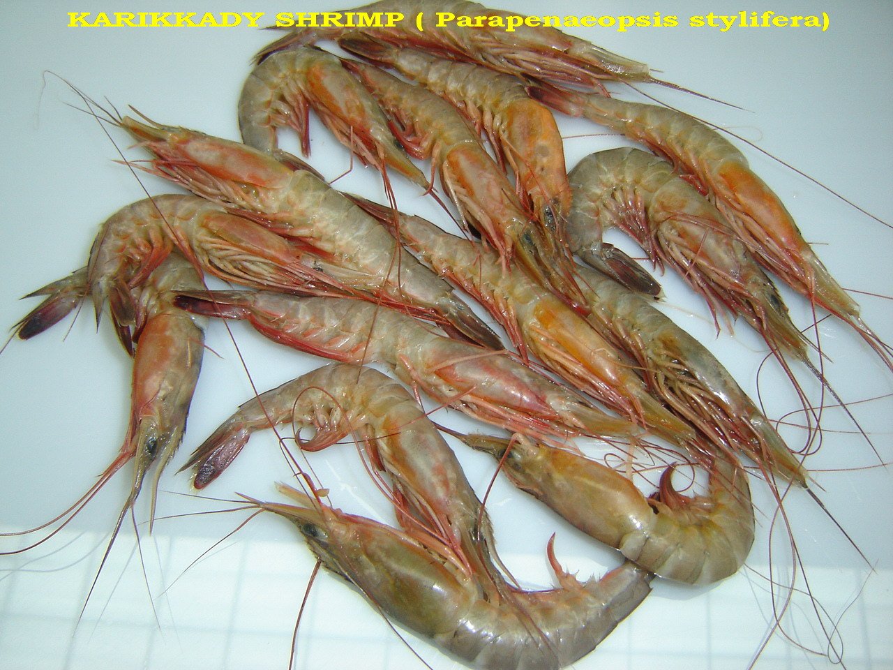 KARIKADI SHRIMP