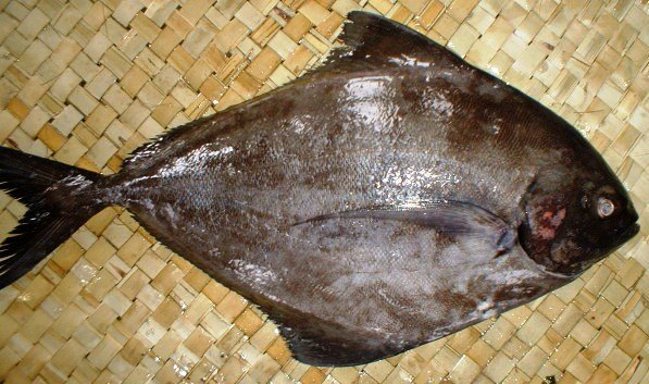 BLACK POMFRET
