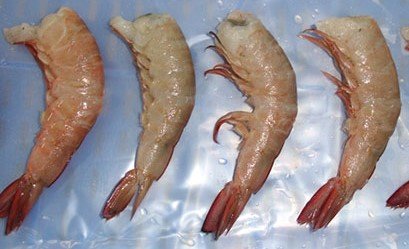 PINK BROWN SHRIMP