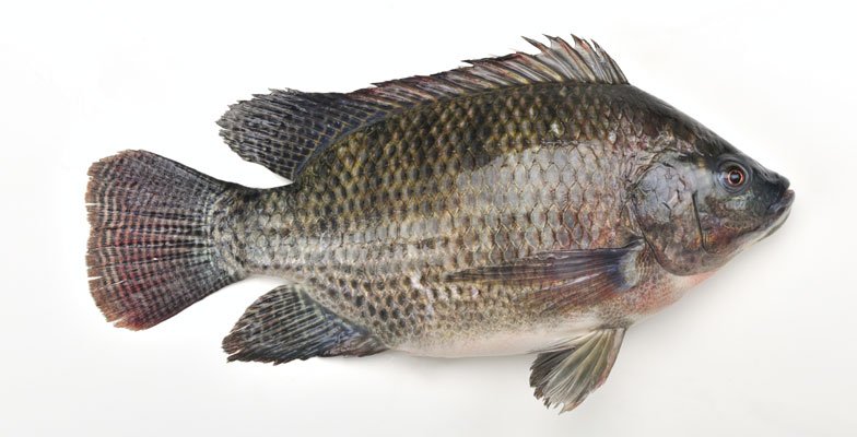 TILAPIA