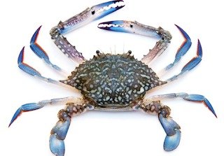 CRAB