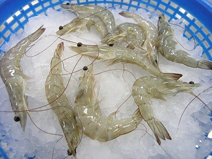 RAW HEAD ON SHELL ON VANNAMEI SHRIMP