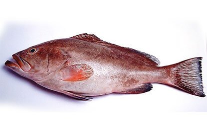 REEF COD