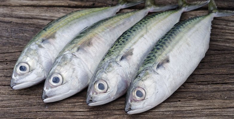INDIAN MACKEREL